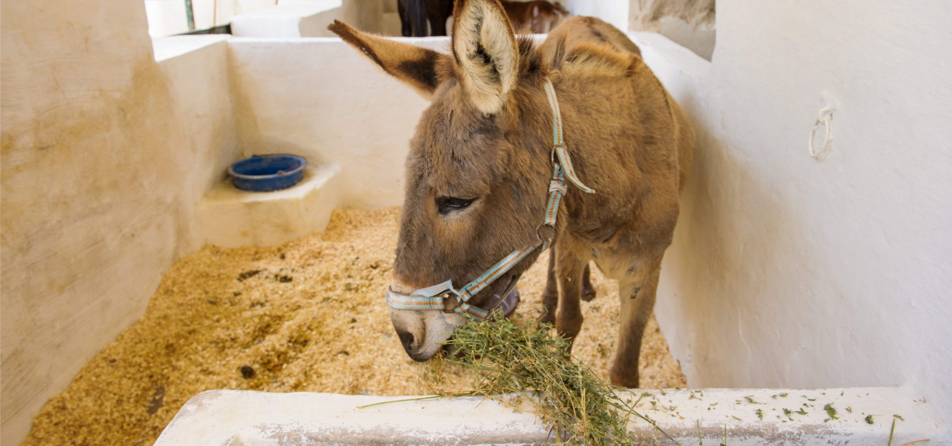 Morocco donkey eating