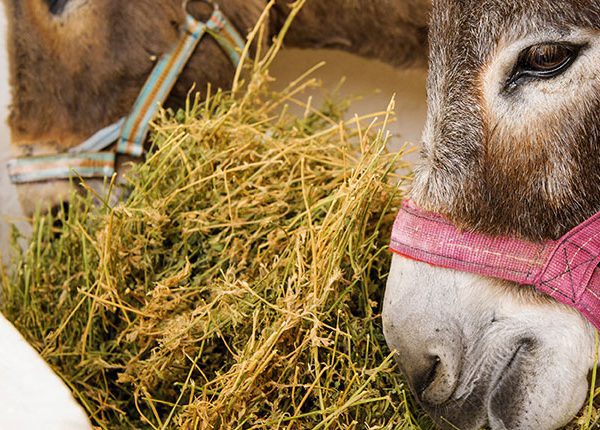 Two brown donkeys eating hay in a stable