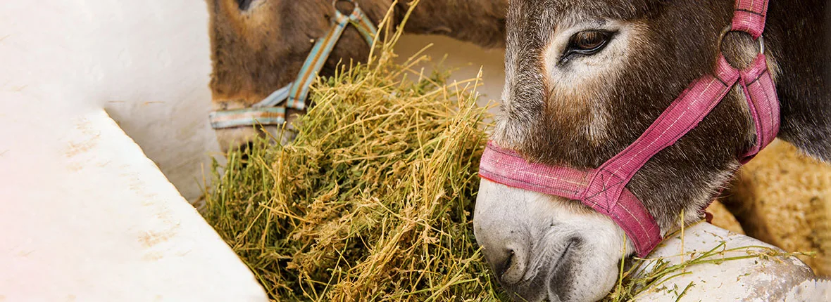 Two brown donkeys eating hay in a stable