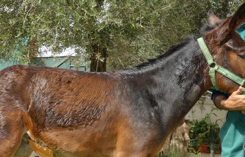 Salha the mule after treatment