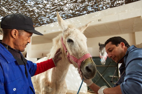 White mule being treated by a vet
