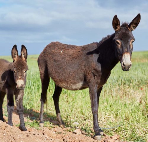 Donkey and foal in field