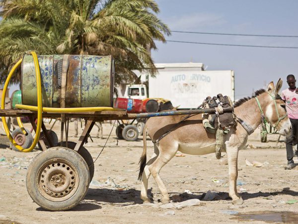 Donkey harnessed to cart