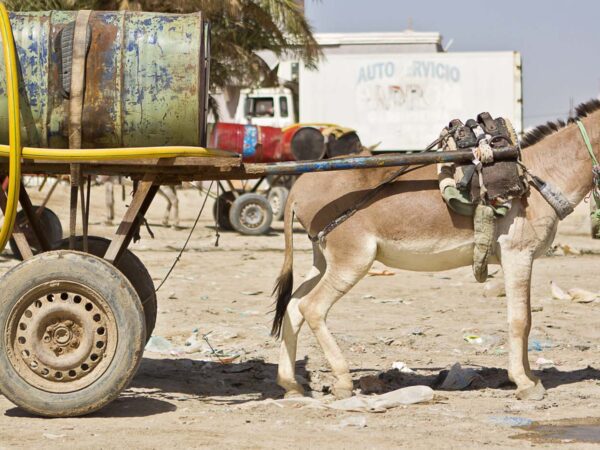 Donkey harnessed to cart
