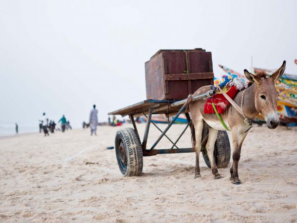 Donkey pulling a cart on barren landscape