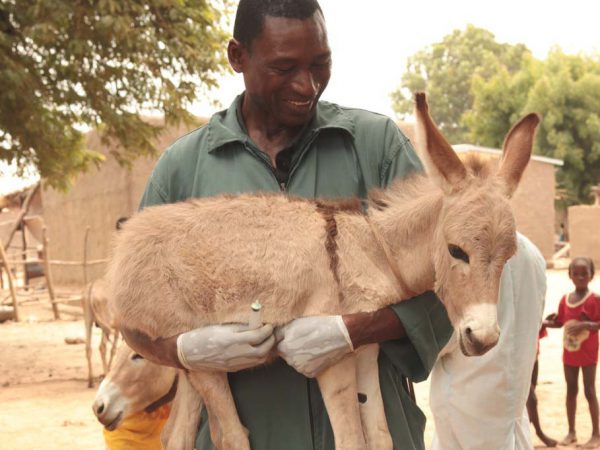 Smiling vet holding donkey foal