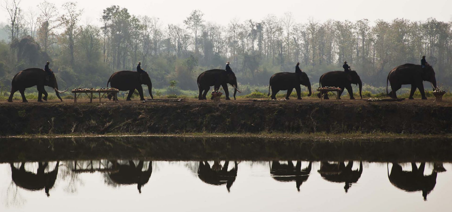 Elephants walking in a line next to river