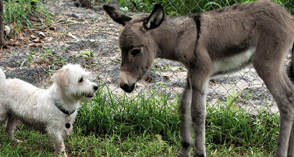 small donkey and small white dog