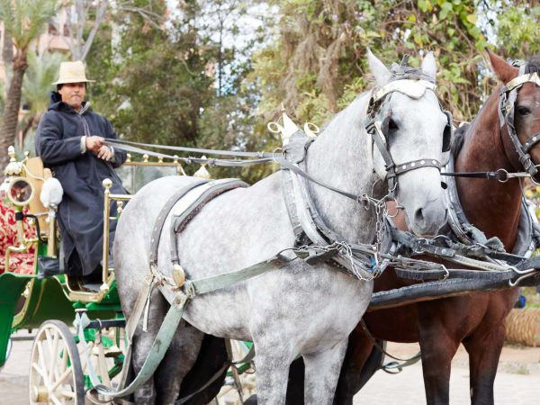 Grey and brown carriage horses
