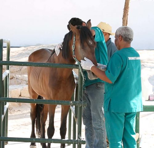 Horse being treated by vets