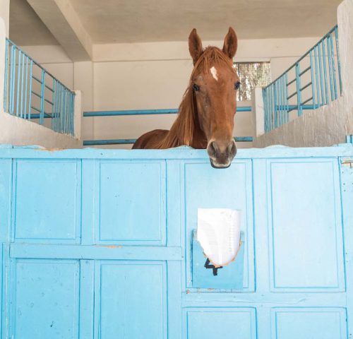 Brown horse in blue stable stall
