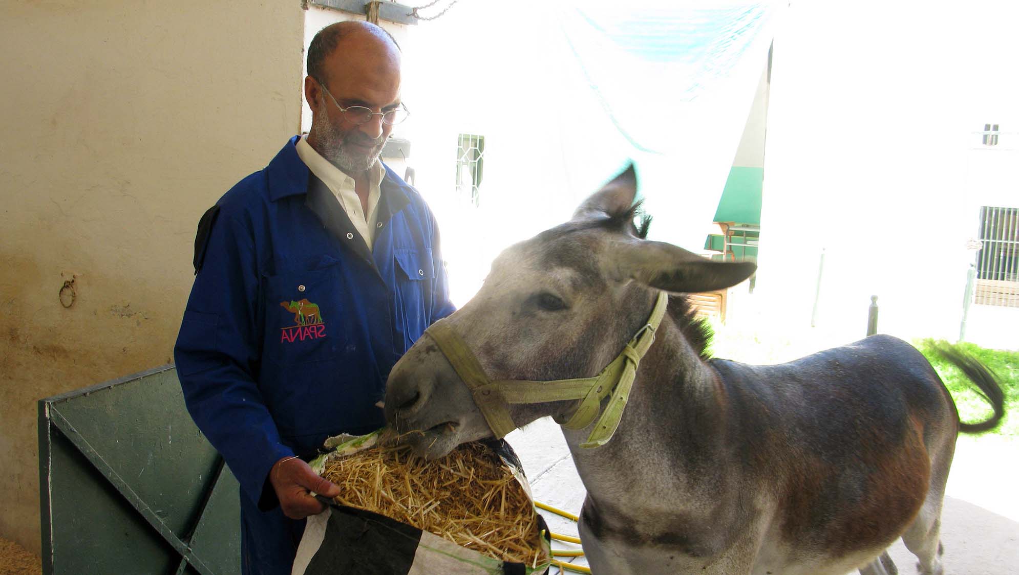 Curing Colic in Donkeys Maggie's Colic SPANA