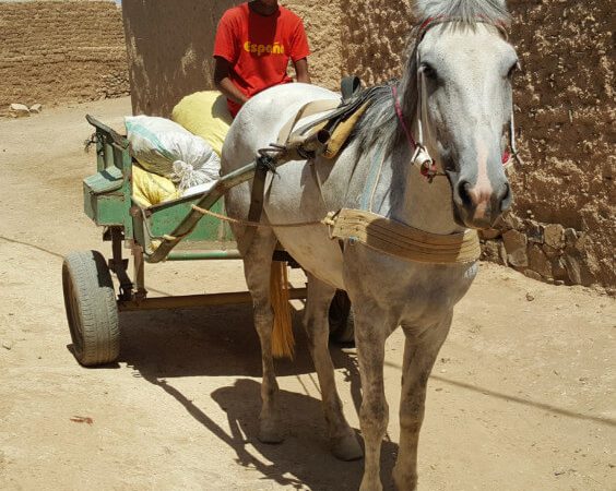 Mahdouda the horse pulling a cart