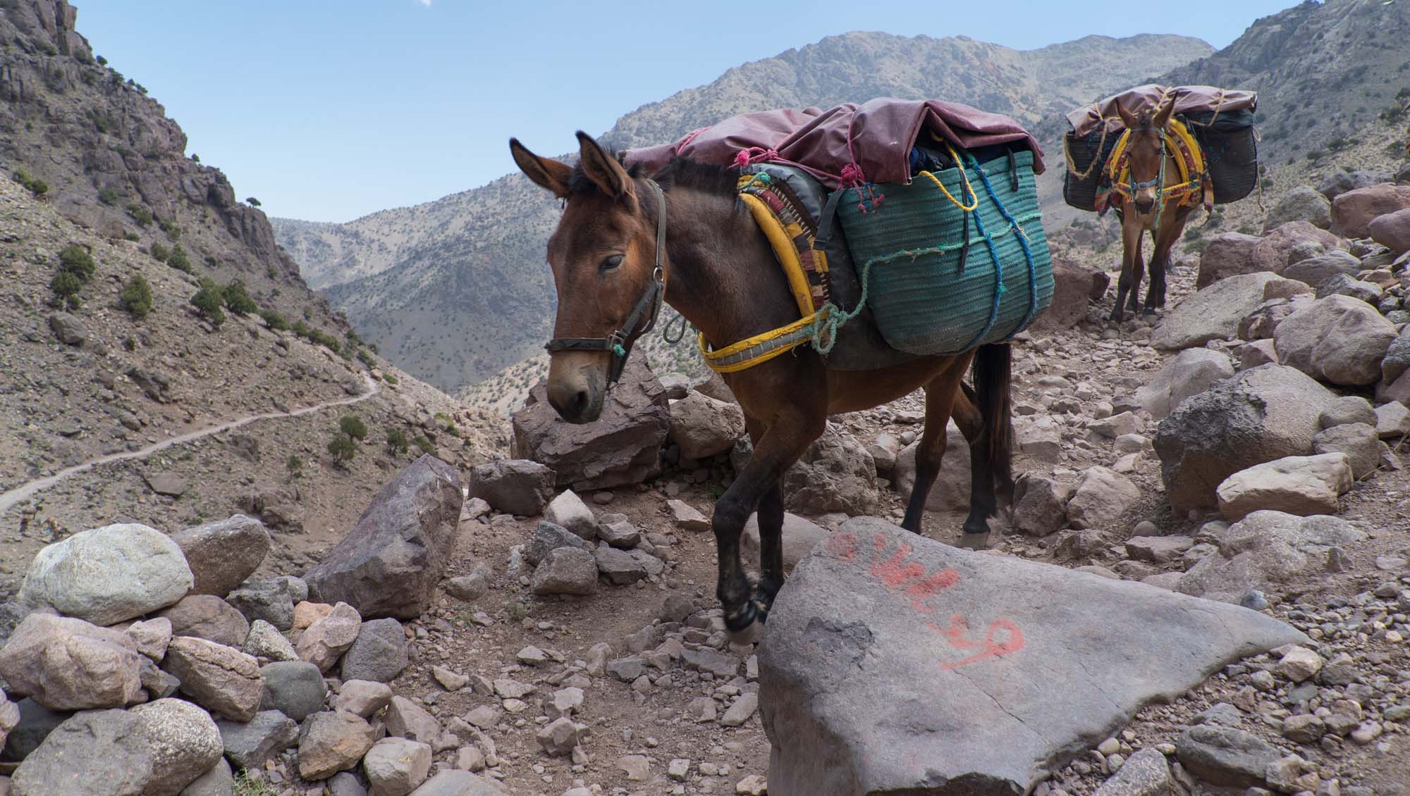 What Is A Mule? 13 Things You Didn't Know | SPANA