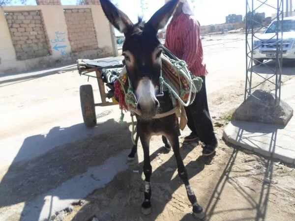 a donkey pulling a cart