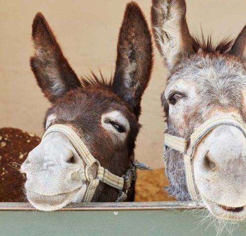 Smiling donkeys