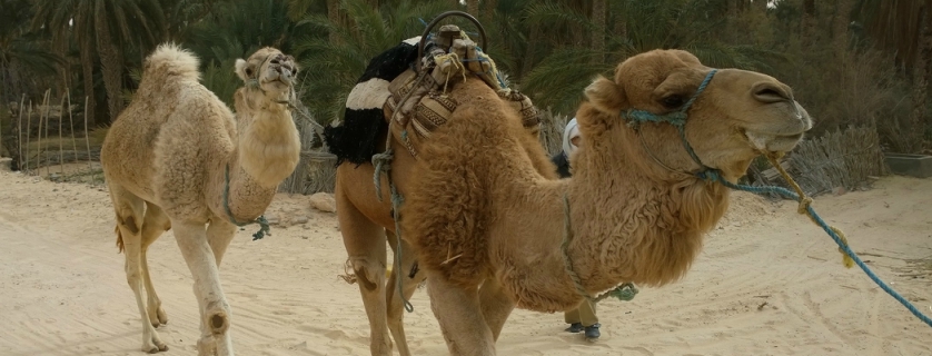 Two camels are leaded