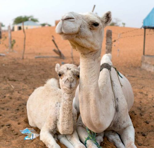 Two camels laying on the sand