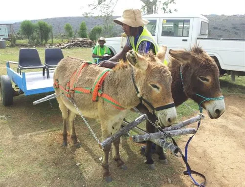 Two donkeys with cart