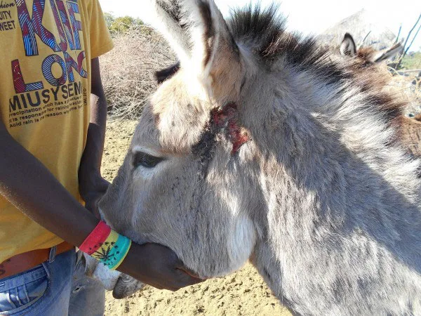Wounds caused by oxpecker birds