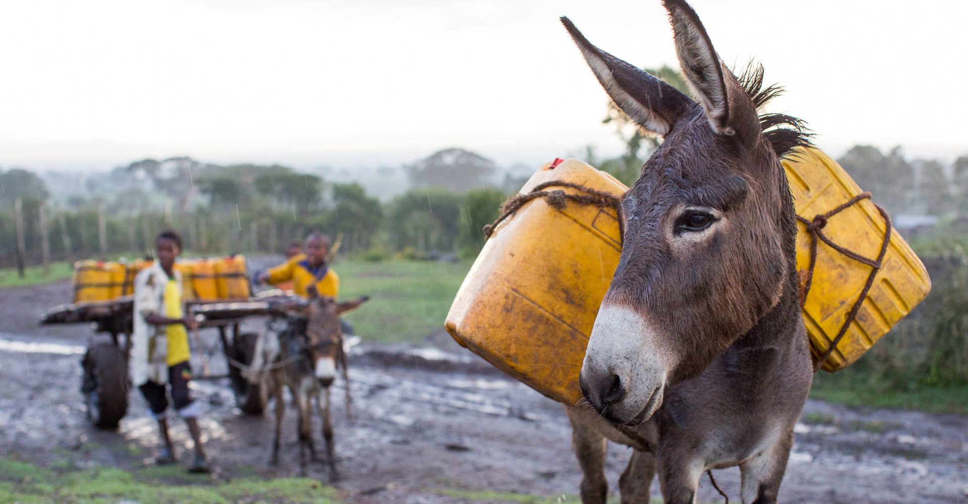 Donkey on the right hand side carrying 2 yellow water barrels.