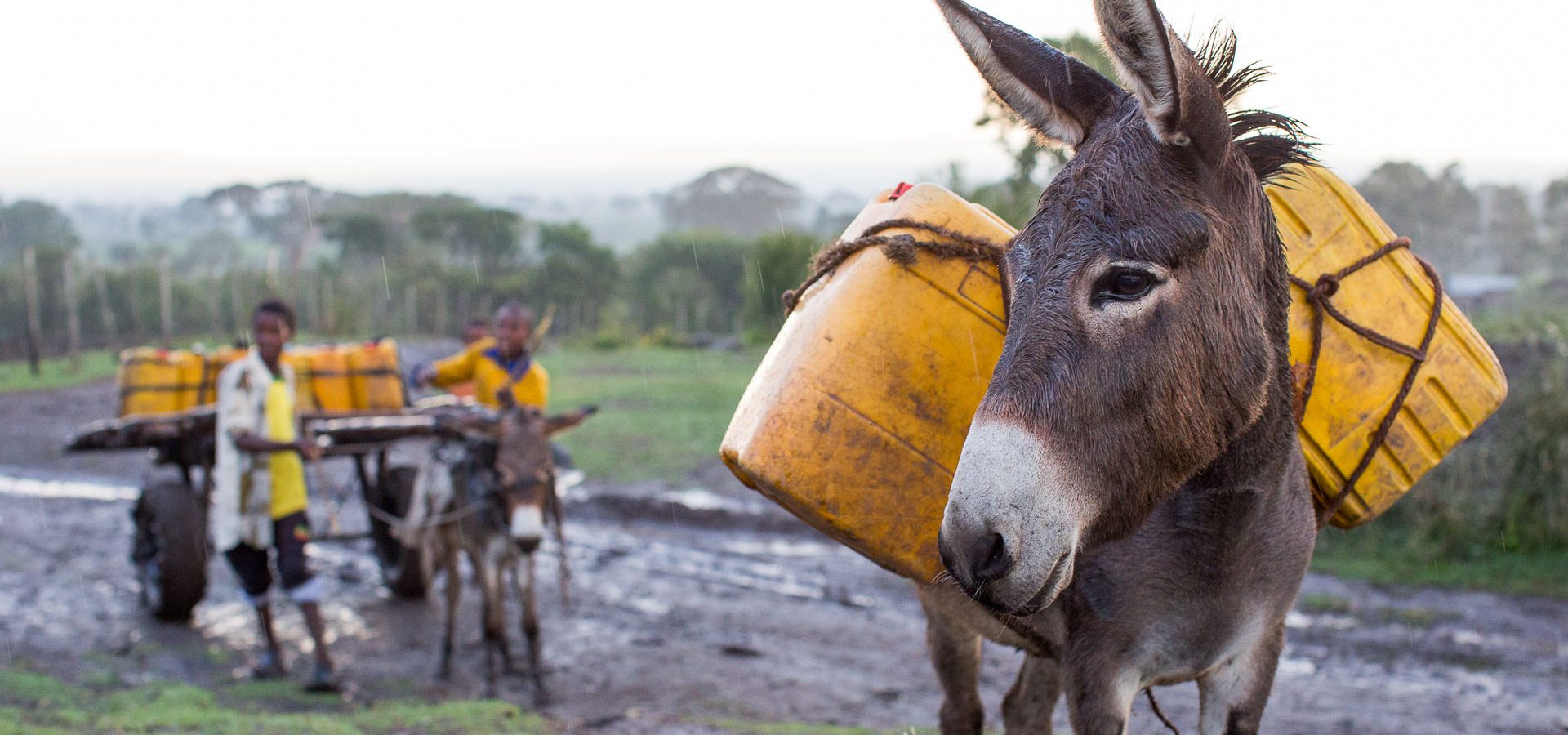 Donkey on the right hand side carrying 2 yellow water barrels.
