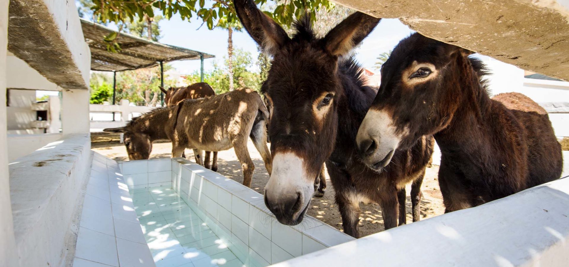 donkeys by water trough