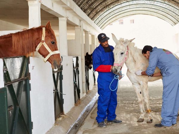 Vets treating white mule in stable
