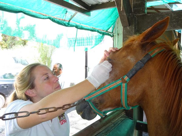 Brown horse being treated for an eye infection at a animal clinic