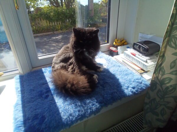 fluffy black and white cat