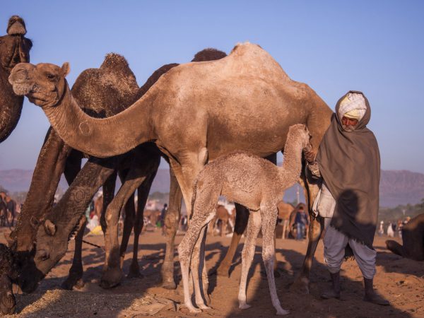 Man surrounded with camels petting a foal