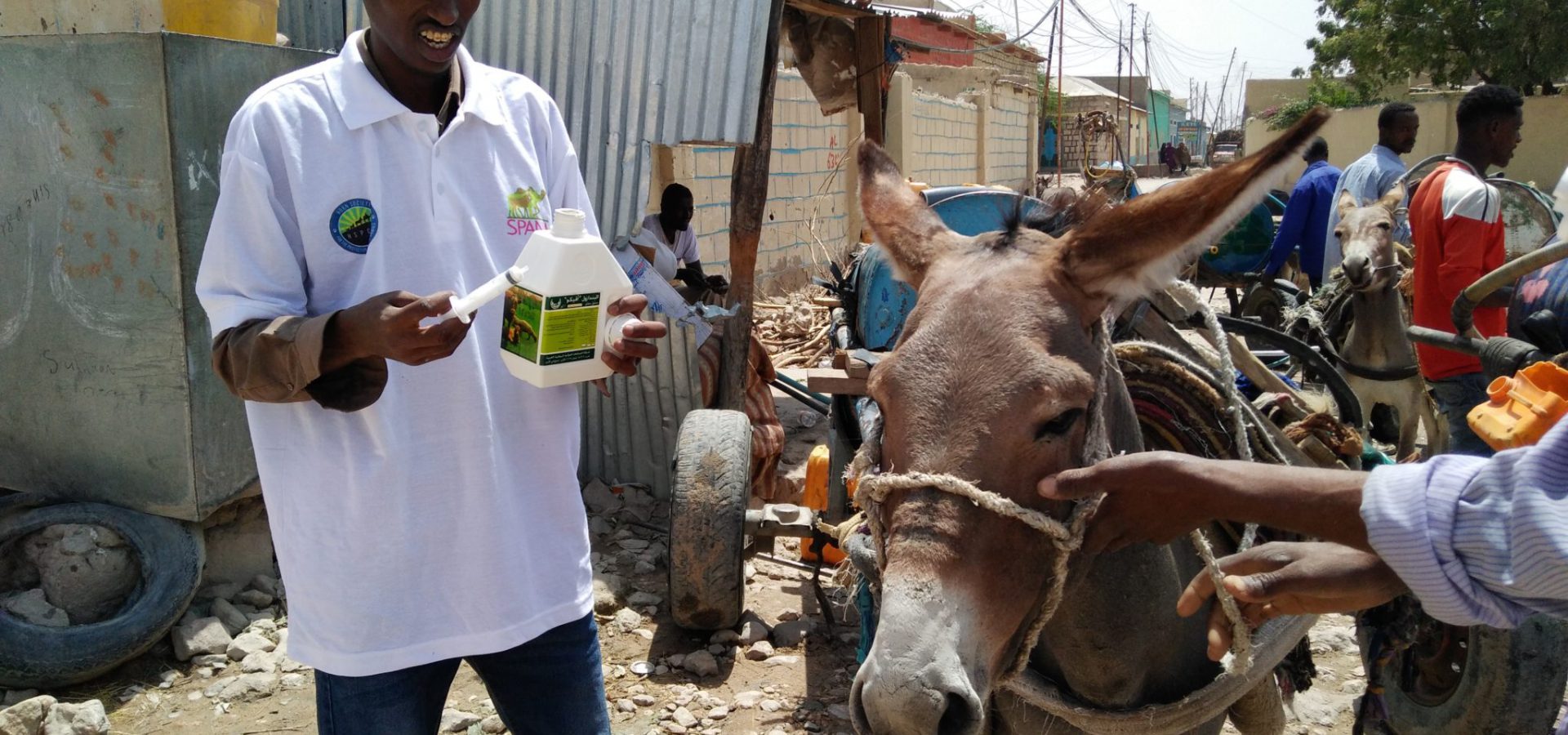 a vet treating a camel in somaliland