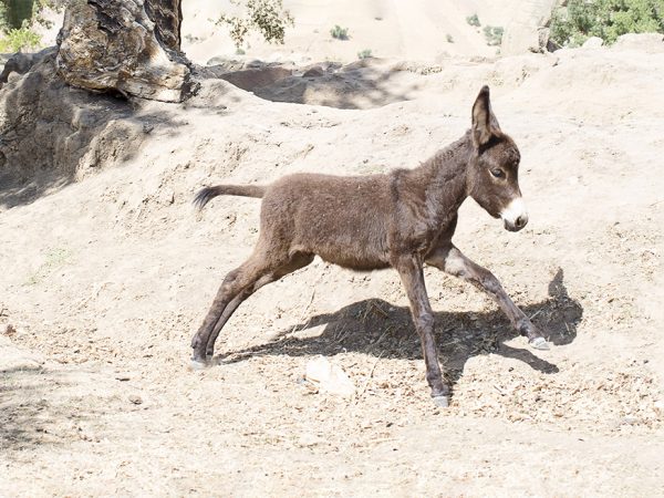 A joyful brown foal runs along a dusty track