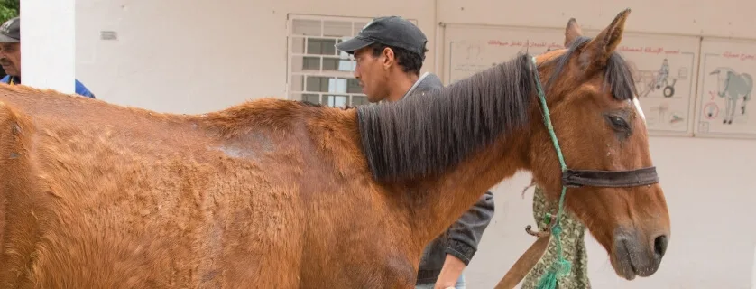 horse standing with owner