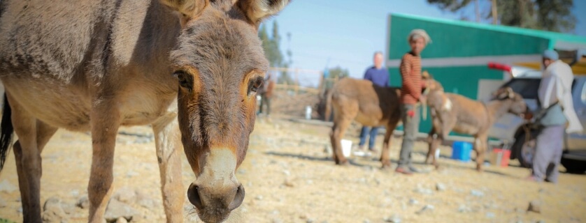 donkey looking into the camera