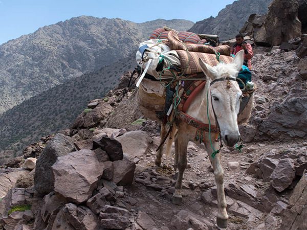 donkey walking and carrying a large load