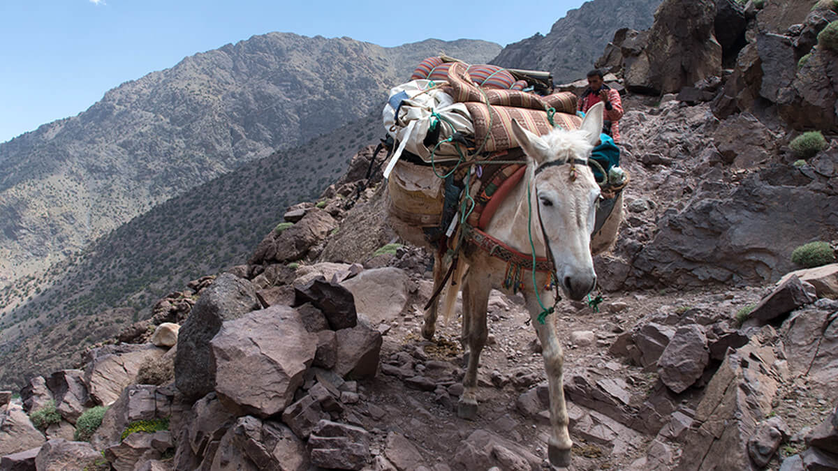 donkey walking and carrying a large load