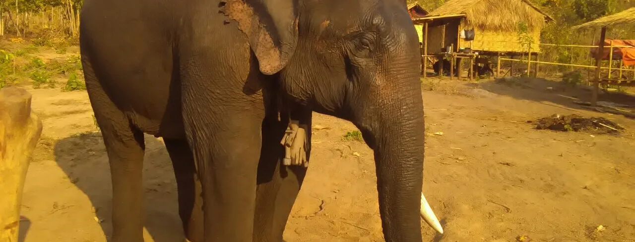 elephant with one tusk