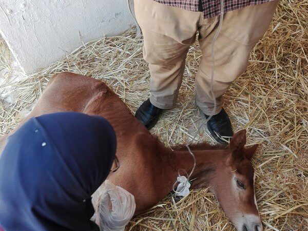 foal getting treatment