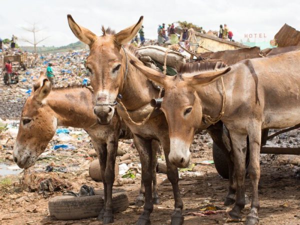 Three working donkeys in a rubbish dump