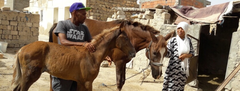 horse with owner