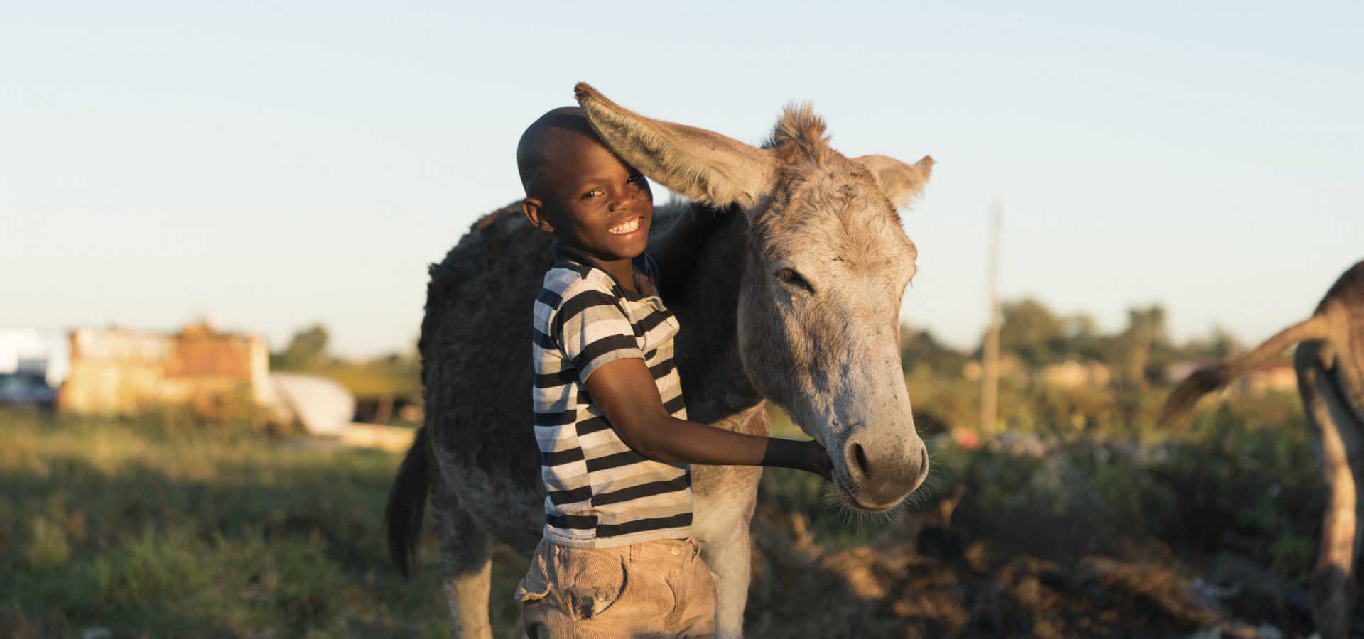 Helping Working Animals in South Africa | SPANA