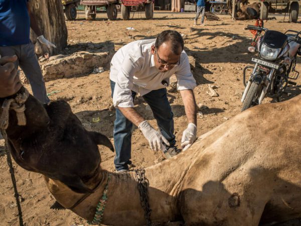 a vet treating a camel