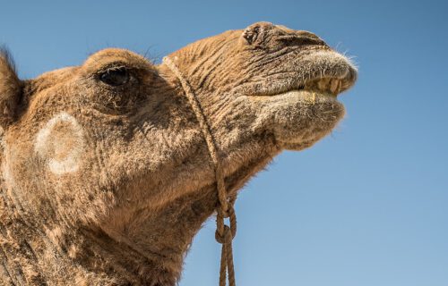 a camel again a blue sky
