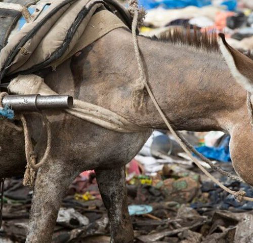 donkey working on a rubbish dump