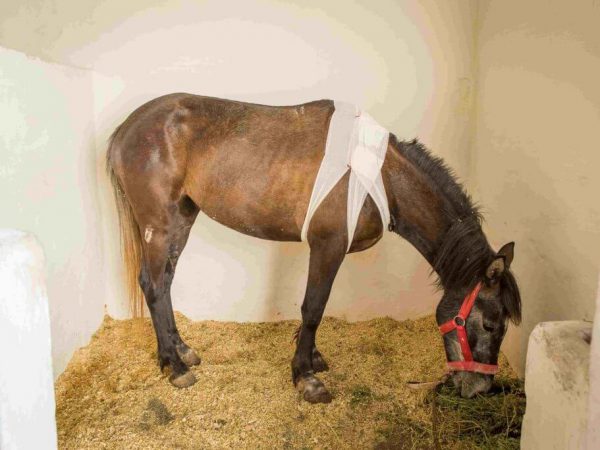 horse recovering after treatment