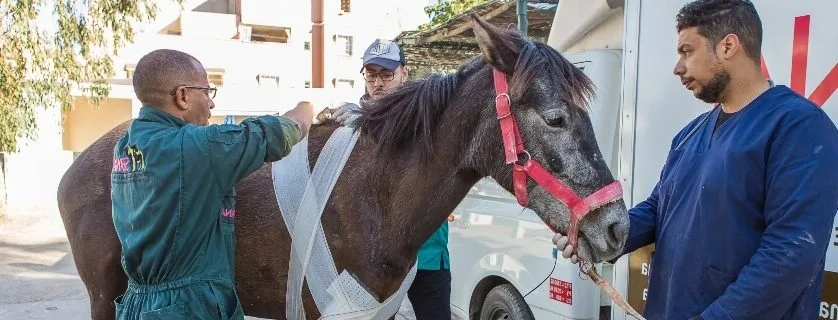 horse getting treatment