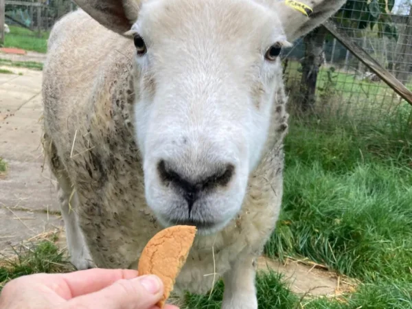 Gaston the sheep eating a biscuit