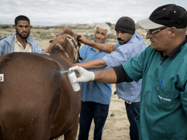 vets treating a horse