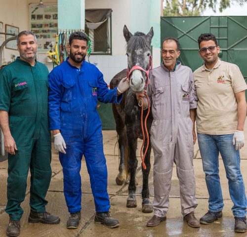 Four men standing with horse